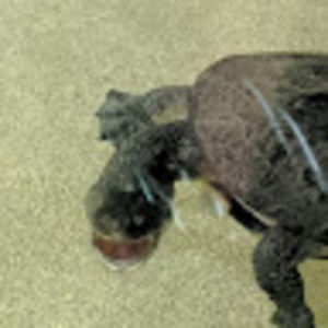 Meet your Posher, Dinochicken